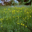 Buttercups