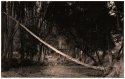 The Crossing