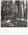 Braddock's Trail