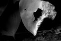 An Elegant Death