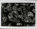 Pine Cones
