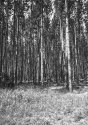Van Pines 1