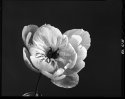 Another flower