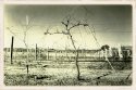 The Grapes of Wrath