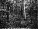 Dry Plate - The Forest