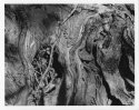 The Root of the Matter