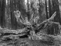 Stump