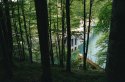 Dam through the trees