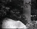 Dry Plate - Plants, Rocks, and Bricks