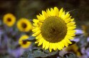 Dynax 5 Sunflowers