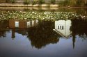 Dynax 5 Waterlilies
