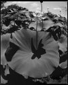 Lotus Leaf, Flower, Kenilworth