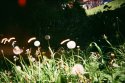 Electric Flowers