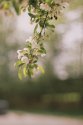 Crabapple