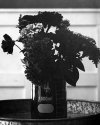 Dry Plate - Science and Beauty