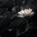 Lotus flower