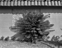 Big Bush