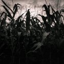 Corn field - Romania