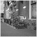 West Frisian house and sunflower