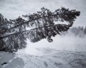 Tree and Ice Fog, Yukon River