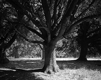 Late summer trees - 1