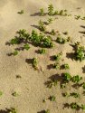 Greenery on the beach - 1