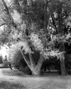 Edworthy Tree