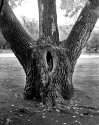 Edworthy Tree