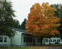My Favorite Tree Right Now
