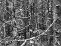THe light in the forest