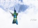 Ascention