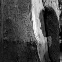 Tree and Silhouette