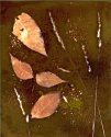 Leaves & Grass