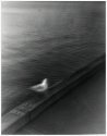 Gull
