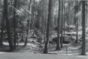 Irrel Forest
