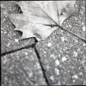Leaf in Fall