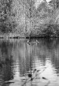 Tree Lines