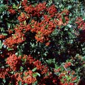 Berries for the Birds