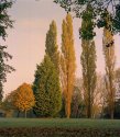 Autumn Trees
