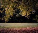 Contre-Jour Autumn Leaves
