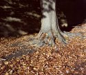 Autumn Textures