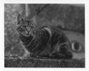 Next Door's Cat