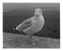 European Herring Gull Juvenile
