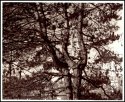 Selenium toned lith print