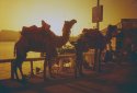 Camels At Fateh Sagar