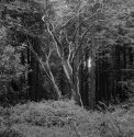 PICT0237-1
