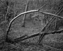 Light fading in the woods