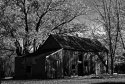 Fall Monochrome1