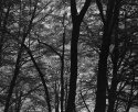 Trees and leaves on a hillside