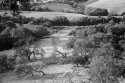 Pastoral Scene